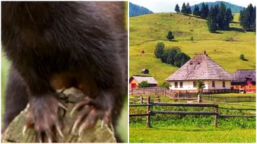 Animalul din Romania care poate face praf o gospodarie intreaga Ucide tot ce intalneste in cale si e mai periculos ca un urs sau o haita de lupi