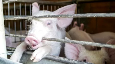 In ce conditii poate fi transportata carnea de porc pentru consum propriu Precizarile ANSVSA