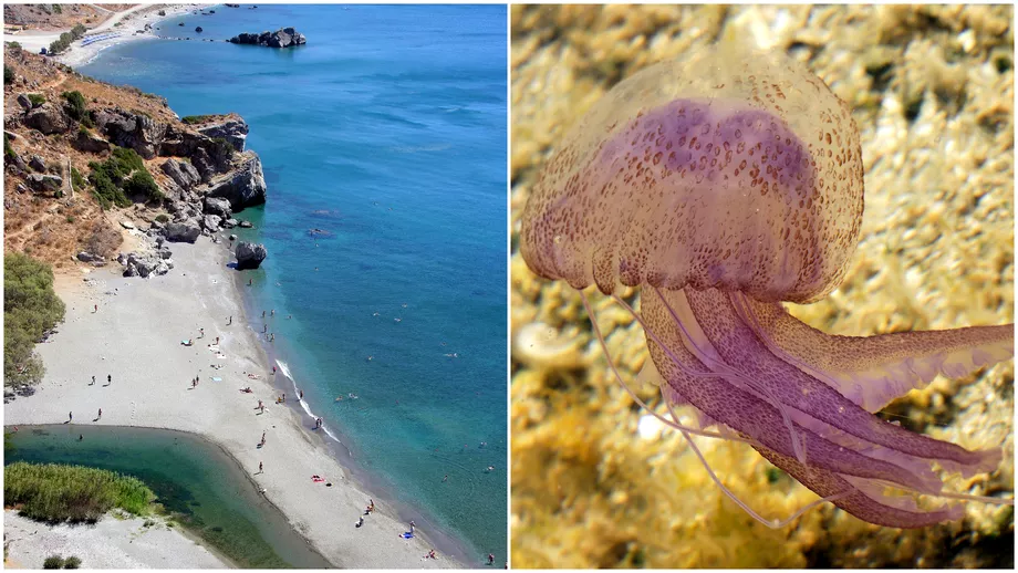 Animalul periculos care traieste in marile Greciei Ce trebuie neaparat sa faci daca tea intepat meduza mov