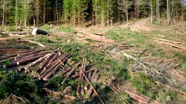 Planul Guvernului impotriva hotilor de lemne Cum vor fi confiscate masinile care sunt folosite in momentul furtului