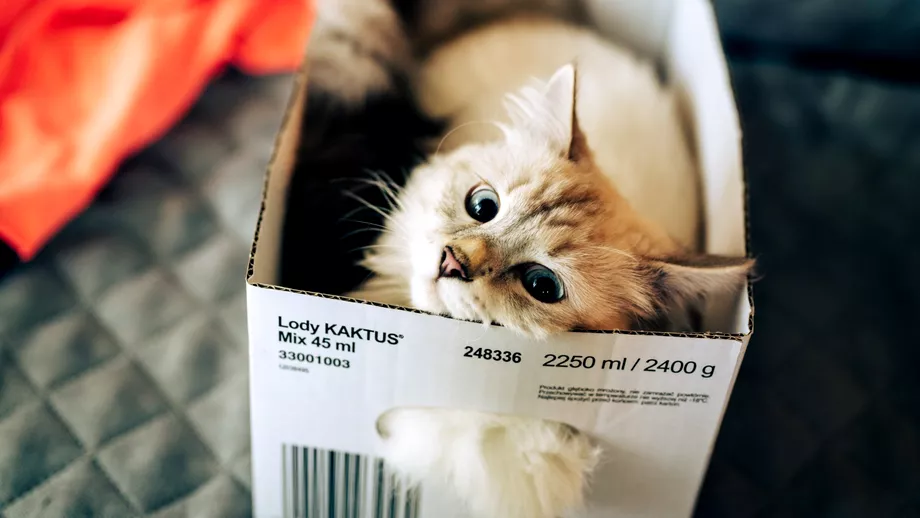 De ce le place pisicilor sa stea in cutii Motivul pentru care adora aceste obiecte