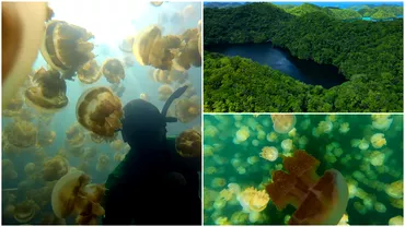 Lacul care pare desprins din filmele SF Turistii vin aici sa se bucure de o experienta unica alaturi de milioane de meduze