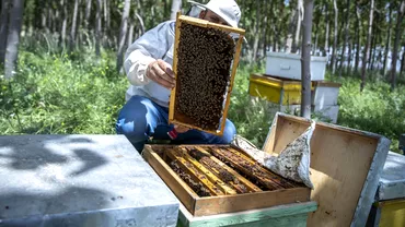 Cea mai bizara traditie dupa moartea reginei Elisabeta a IIa Cum au fost informate albinele regale despre decesul monarhului
