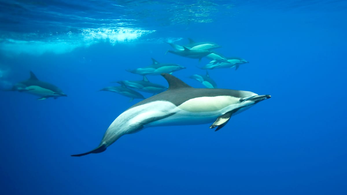 Cum dorm balenele și delfinii încât să nu rămână fără aer. Au un stil total diferit față de oameni