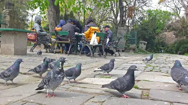 Amenzi uriase in Bucuresti pentru hranirea porumbeilor Locul din Capitala in care nu mai ai voie sa faci asa ceva