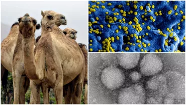 Un alt virus ar putea declansa o noua pandemie Ce animale pot transmite infectia la om
