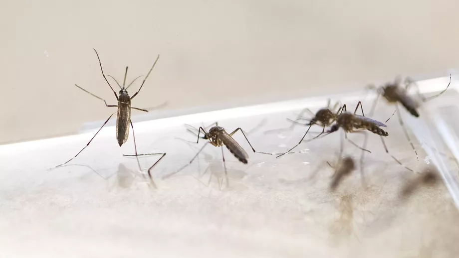 Tantarii purtatori de dengue zika si febra galbena ar putea fi ceva normal in Europa in urmatorii 10 ani De vina ar fi schimbarile climatice