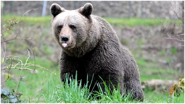 Barbat atacat de urs in Buzau Omul era cu animalele la pascut