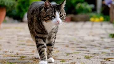 De ce pisica se plimba printre picioarele tale Explicatia e surprinzatoare