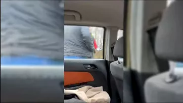 Video Un politist fals a fost prins in flagrant de un agent adevarat Cum sa intamplat