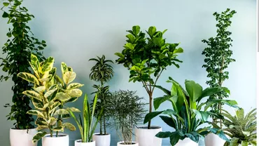 Plantele pe care le uzi rar si cresc spectaculos Sunt perfecte pentru casa sau apartamentul tau