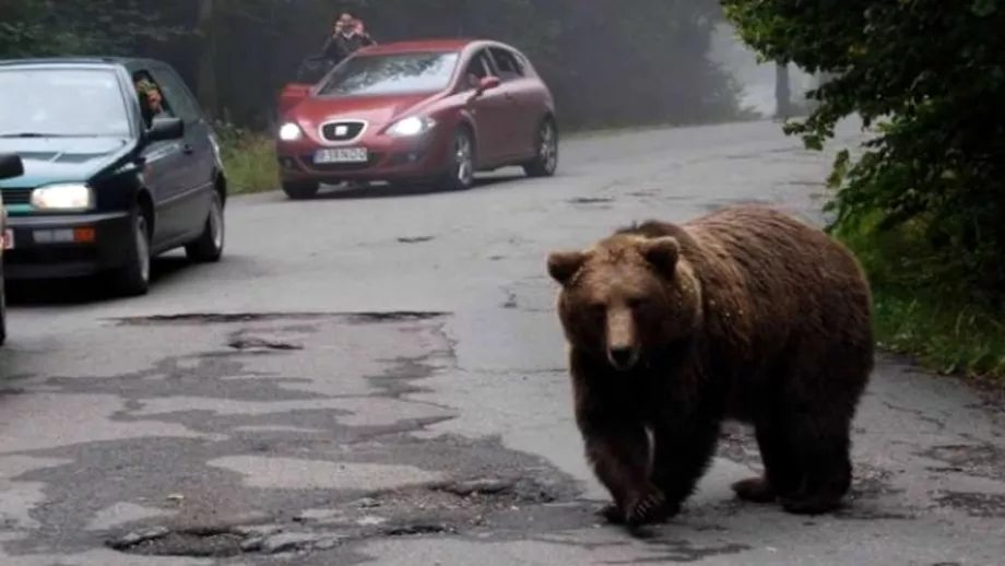 Accident cu doi raniti dupa ce soferul a incercat sa evite un urs Incidentul rutier sa petrecut in Harghita