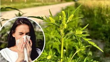 Noi masuri de combatere a ambroziei discutate in Parlament Polenul acestei plante produce alergii severe