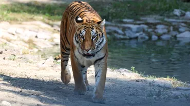 Un muncitor din Indonezia a reusit sa invinga un tigru Cum sa luptat cu animalul