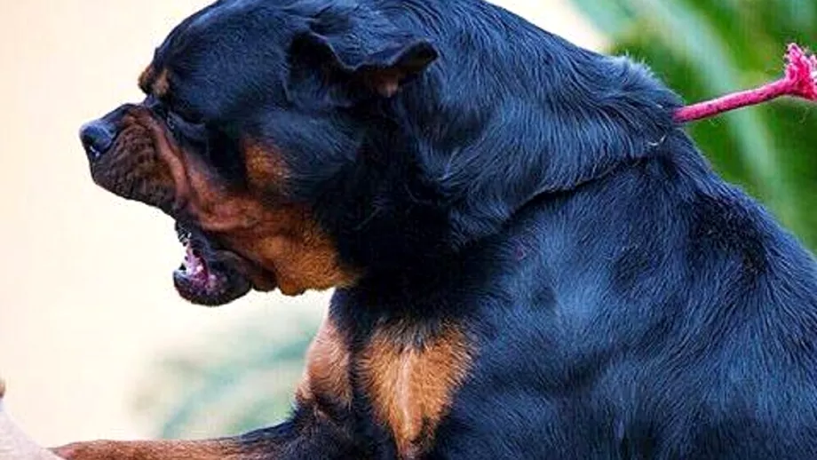Ucis de un Rottweiler in timp ce apara patru copii Bili caineleerou cu pretul vietii