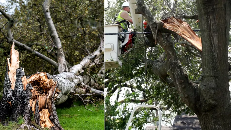 Furtuna din Bucuresti a doborat mai multi copaci Si in judetul Ilfov a fost la fel