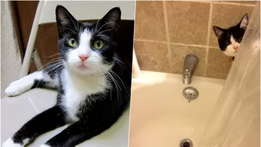 De ce te urmareste pisica la baie Nu teai fi gandit la aceasta explicatie