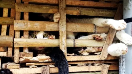 1.000 de pisici au fost salvate dintr-un camion care se îndrepta spre abator....