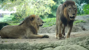 Alerta anulata la Suceava Cei doi lei care au scapat de la Zoo Radauti au fost prinsi Update