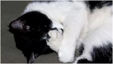 De ce isi acopera pisicile fata cand dorm Explicatia e surprinzatoare