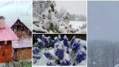 Iarna a revenit la munte, în Apuseni. Ninge de ore bune la Arieşeni,...