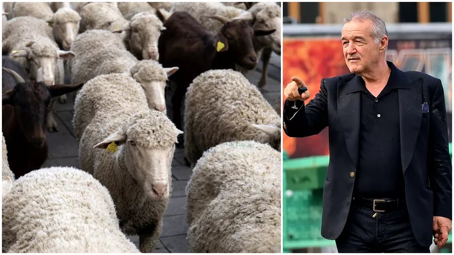 Gigi Becali sia inregistrat oile pe PFA cu sediul la palatul din Aleea Alexandru Planul grandios al latifundiarul Am luat 850 de hectare