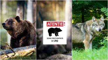 Comunele din Romania care sau umplut de lupi si ursi Doar cateva sute de familii mai locuiesc aici