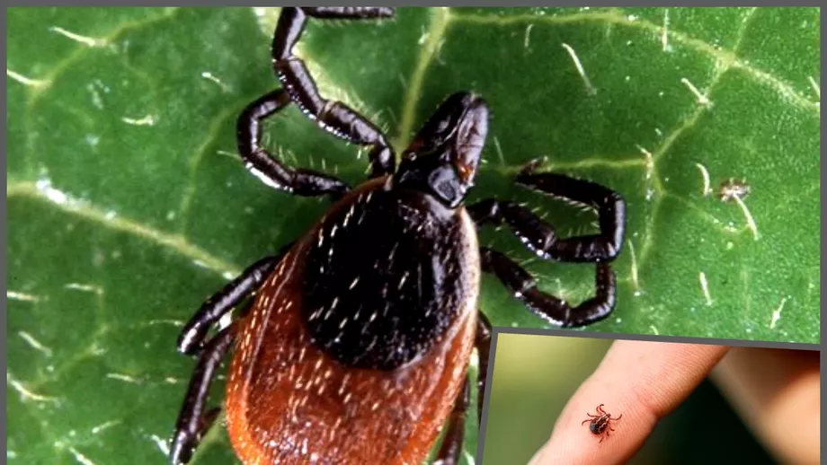 Este printre cele mai periculoase insecte din Romania Apare primavara si muscatura ei poate duce la paralizie Cum te poti apara