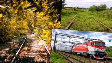 Cati bani plateste CFRul ca sa taie pomii de langa calea ferata Opt regionale importante au probleme cu vegetatia