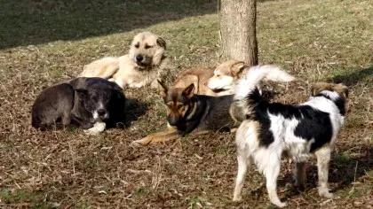 ȘOCANT. Câinii fără stăpân, atacatori sinucigași în Ucraina. Propunerea unui deputat rus