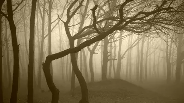 Paranormal. Poarta spre alte lumi: Pădurea Baciu