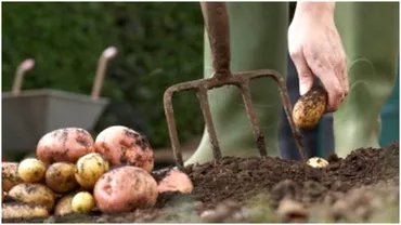 Cand e cel mai bun moment sa plantezi cartofi in gradina ta Secretul gradinarilor cu experienta