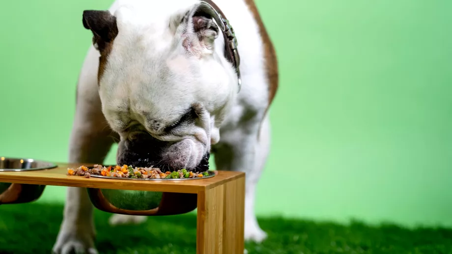 Alimentele periculoase pentru caini Animalul tau de companie poate avea mari probleme daca le consuma