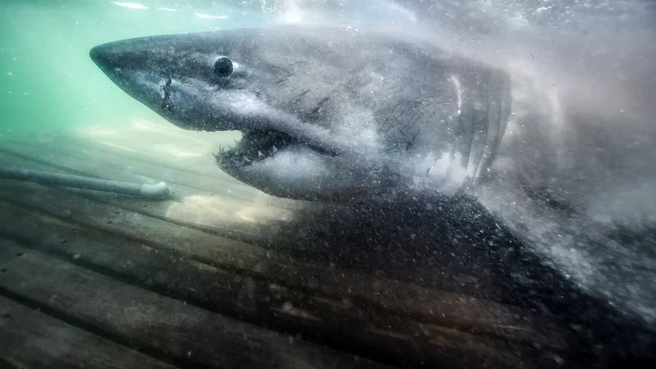 Care au fost ultimele cuvinte ale turistei ucise de rechin in Egipt Ce ia spus sotului sau