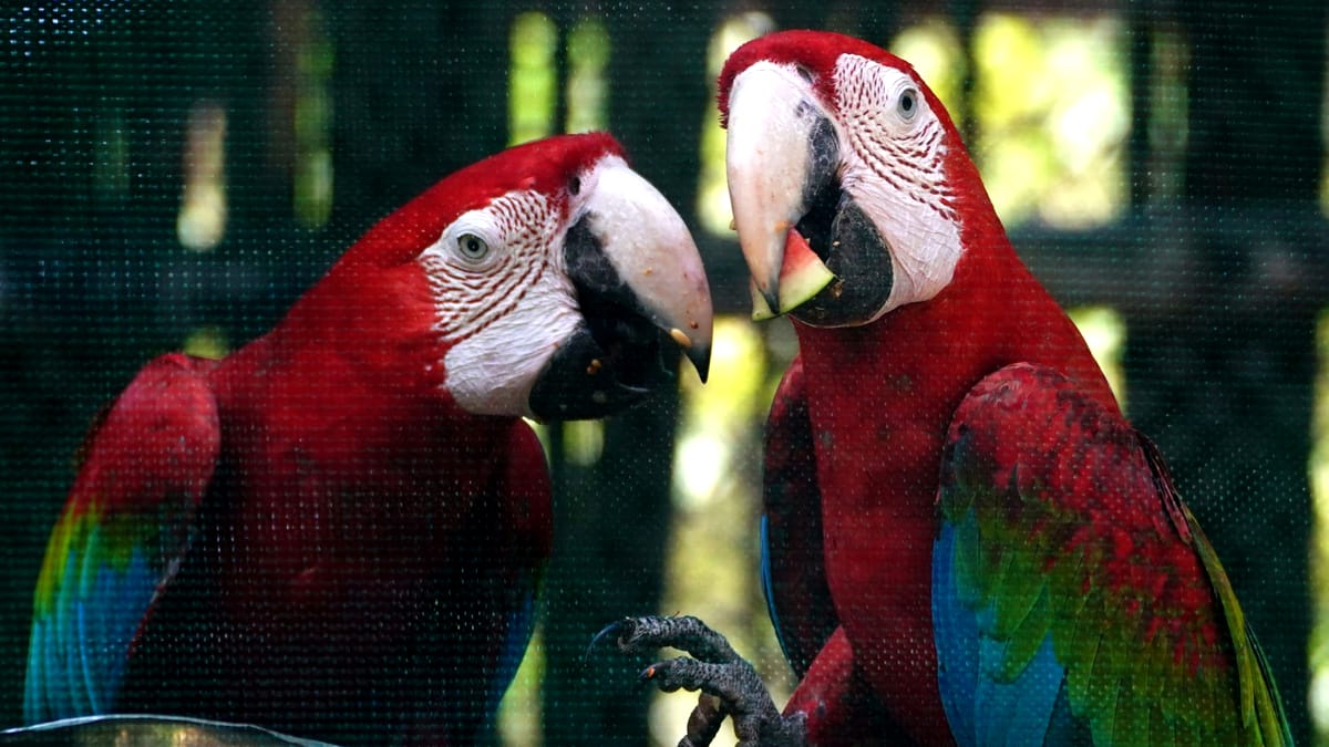 Un soț și-a prins soția că-l înșală cu ajutorul a doi papagali: “Bărbatul meu nu-i acasă, vino!”