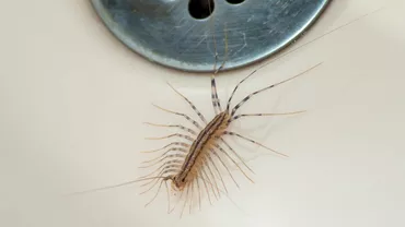 De ce e nu e bine sa omori aceasta insecta daca o vezi in casa sau gradina ta Te scapa de o mare problema
