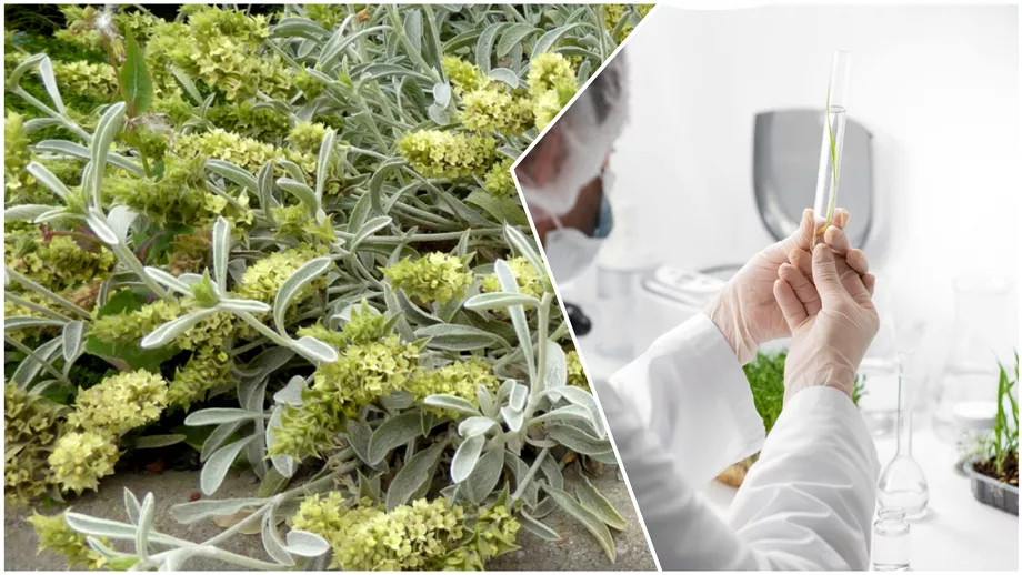 Planta foarte valoroasa cu proprietati medicale si alimentare deosebite din care se face ceaiul cosmonautilor Se poate cultiva si in Romania