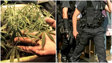 Medic traficant de droguri in Arad Barbatul a fost prins in timp ce primea 20 de kilograme de canabis