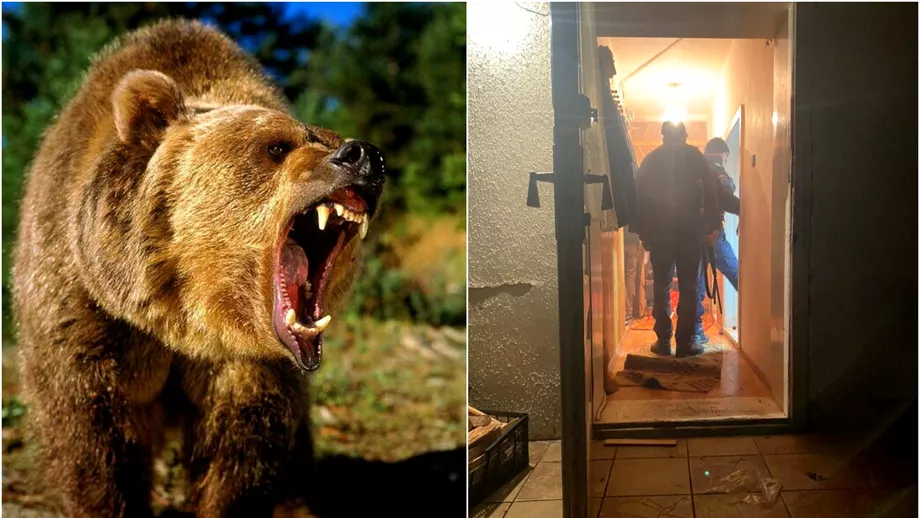 Incident grav in Harghita Un urs a intrat intro casa Animalul a atacat echipa de interventie chemata