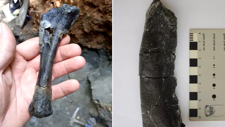 descoperire România fosile dinozaur oase mână hațeg