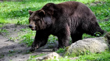 Video Momentul in care trei barbati din Vrancea au fost atacati de urs a fost filmat Animalul a fost ucis