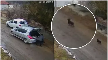 Amenda uriasa pentru un barbat din Cluj care a abandonat trei pui de caine pe strada A fost filmat fara sa stie