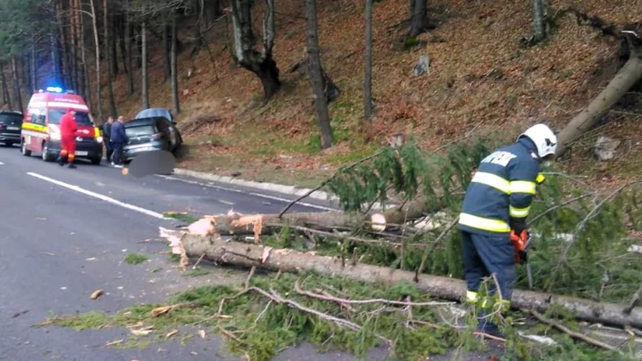 Un copac a cazut peste o masina care circula pe DN17 din Bistrita Trei copii au ajuns la spital