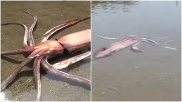 Un calamar urias adus la tarm pe o plaja din Japonia Avea 3 metri si 70 de kilograme