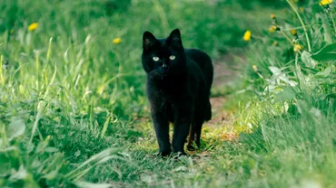 Ce inseamna de fapt cand visezi o pisica neagra Semnificatia e surprinzatoare