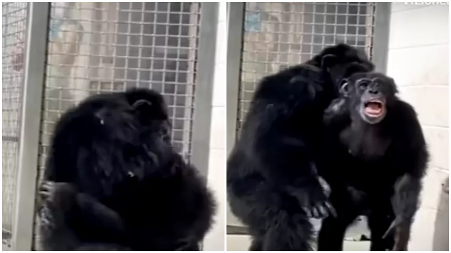 Reactia tulburatoare a unui cimpanzeu care vede pentru prima data cerul Maimuta a trait 28 de ani in captivitate
