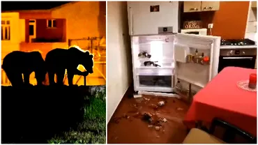 Casa de vacanta a unui chirurg din Bucuresti distrusa de un urs Putea sa intre peste copiii mei Video
