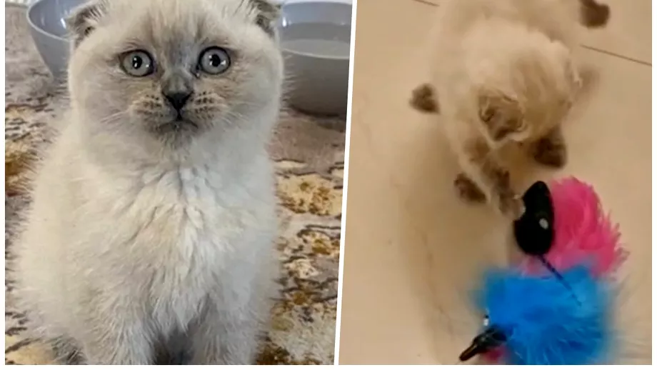 A cumparat o pisicuta de pe internet cu 1500 de lei dar vizita la veterinar a socato Ce a aflat despre animal