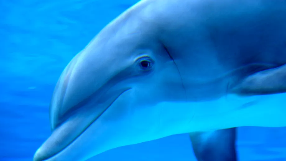 FOTO Mii de delfini ucisi din nou in Insulele Feroe E un masacru Doar un monstru poate sai omoare