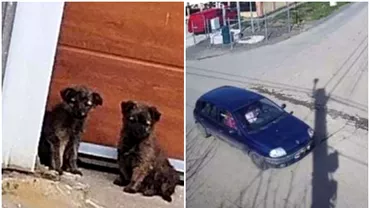 Amenda uriasa pentru o femeie care sia abandonat cainii pe strada Politistii din Timis nu au avut mila